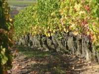 spanien_roots_v1