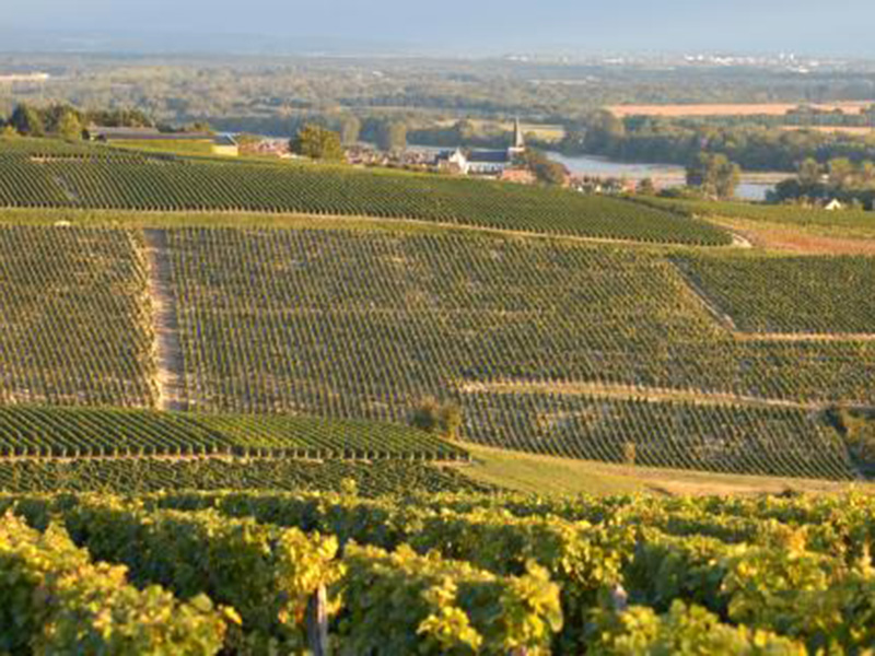 wein frankreich feld2 getraenkehuus langenthal