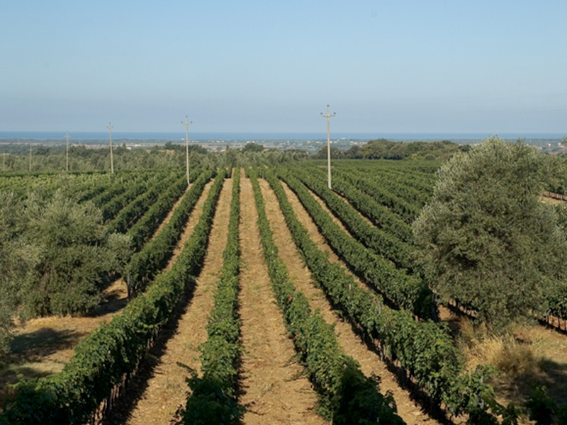 wein italien toskana bolgheri getraenkehuus langenthal