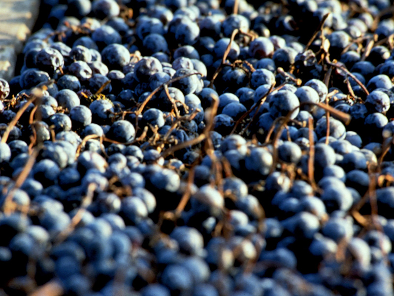 wein italien trauben getraenkehuus langenthal