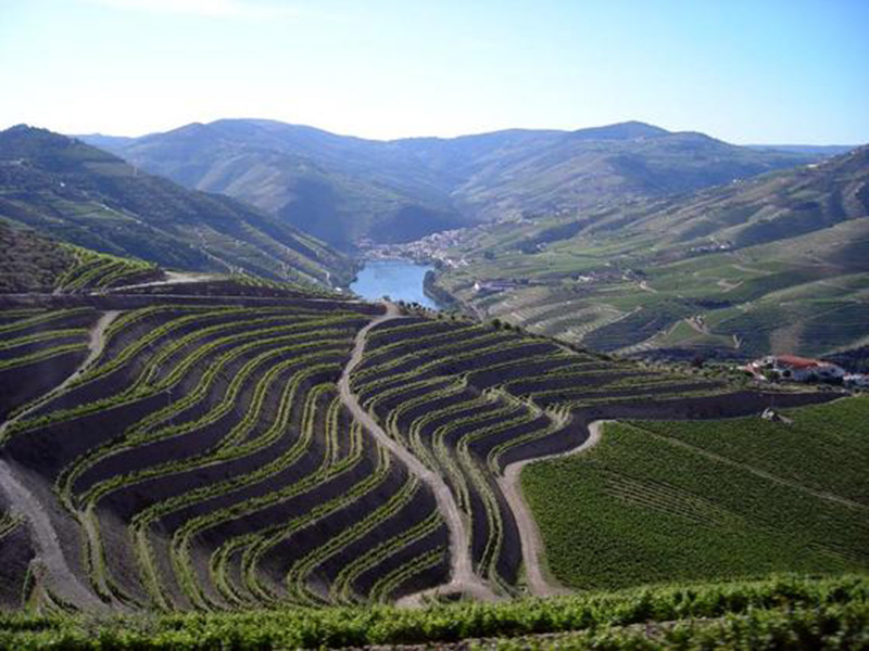 wein portugal weinberg getraenkehuus langenthal